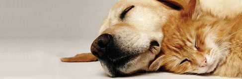 Dog and cat