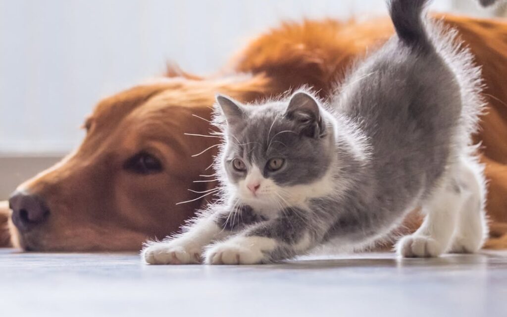 Cat and dog